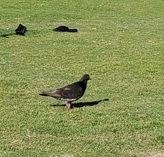 Columba livia domestica