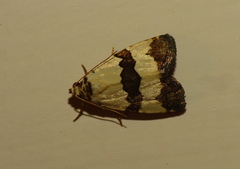 Maliattha quadripartita