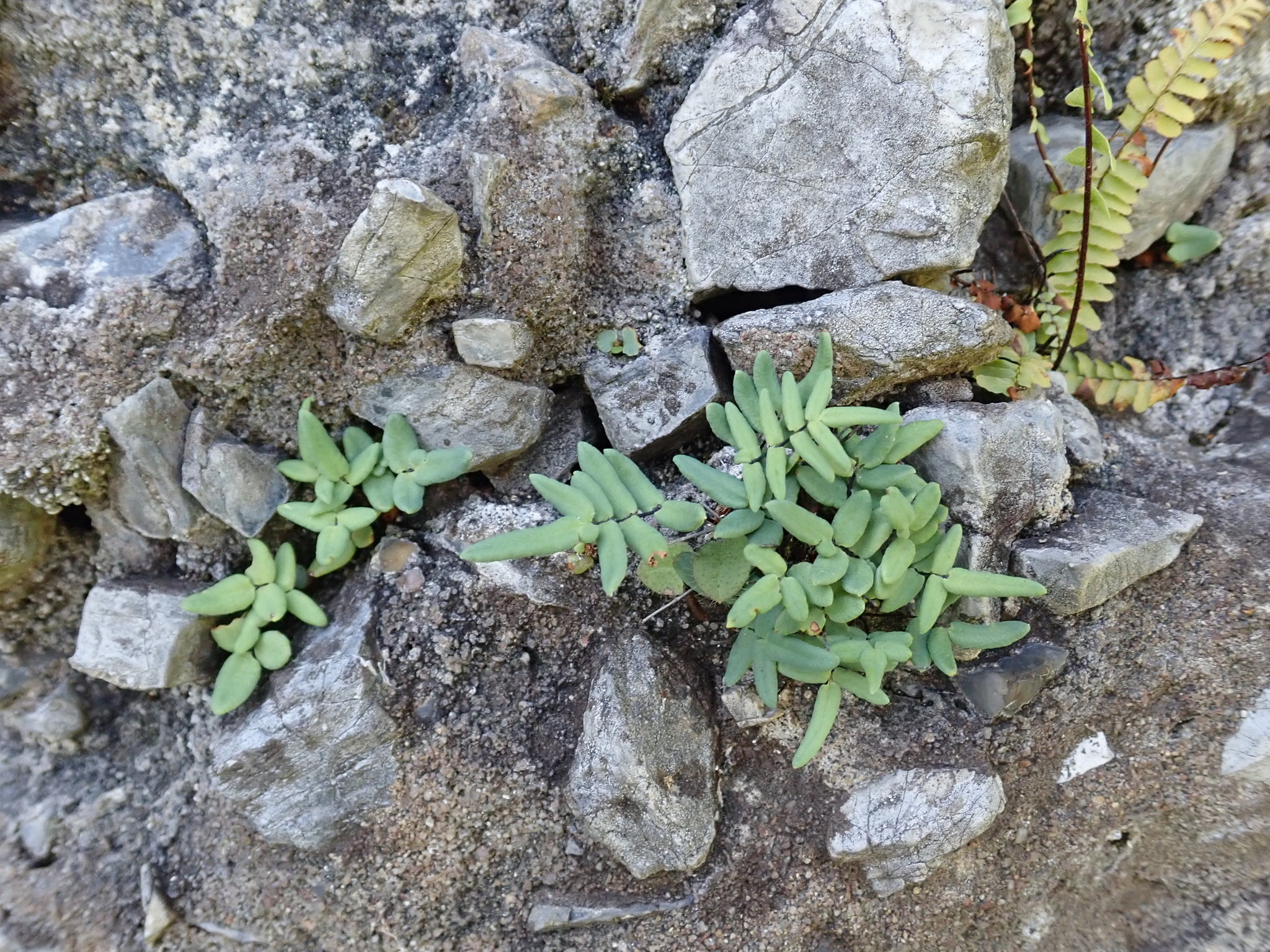 Pellaea glabella subsp. glabella