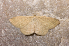 Scopula luteolata