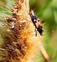 Beosus quadripunctatus
