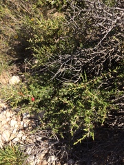 Condalia ericoides
