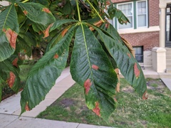 Phyllosticta sphaeropsoidea