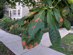 Phyllosticta sphaeropsoidea