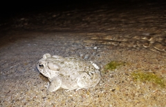 Anaxyrus microscaphus