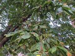 Phyllosticta sphaeropsoidea