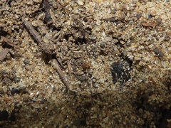 Pheidole tysoni