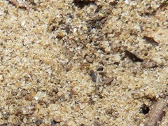 Pheidole tysoni