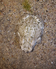 Anaxyrus microscaphus