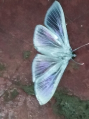 Palpita flegia