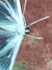Palpita flegia