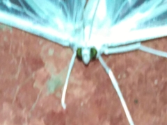 Palpita flegia