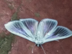 Palpita flegia