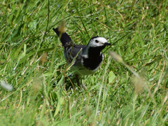 Motacilla alba