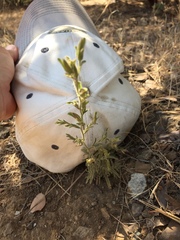 Cordylanthus pilosus