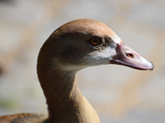 Alopochen aegyptiaca