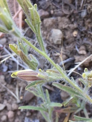 Cordylanthus pilosus