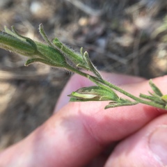 Cordylanthus pilosus