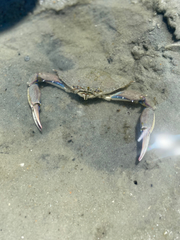 Callinectes similis