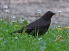 Turdus merula