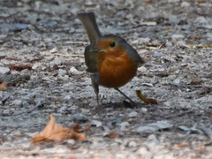Erithacus rubecula