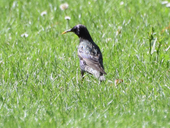 Sturnus vulgaris