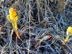 Arum concinnatum