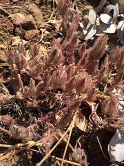 Cordylanthus nidularius