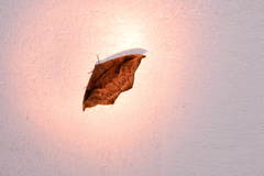 Oxydia scriptipennaria