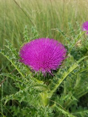Cirsium drummondii