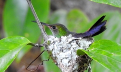 Amazilia tzacatl