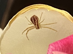 Mecaphesa schlingeri