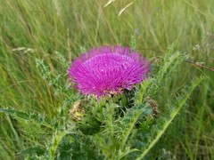 Cirsium drummondii