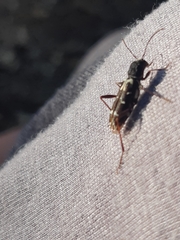Neoclytus muricatulus