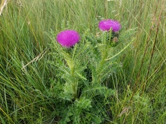 Cirsium drummondii