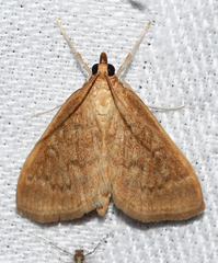 Framinghamia helvalis