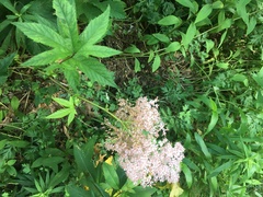 Filipendula