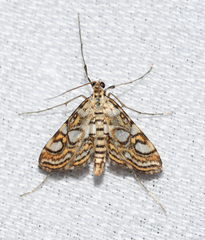 Elophila ekthlipsis
