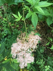 Filipendula