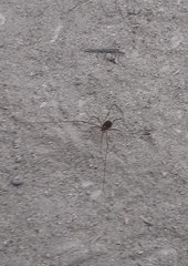 Phalangiidae