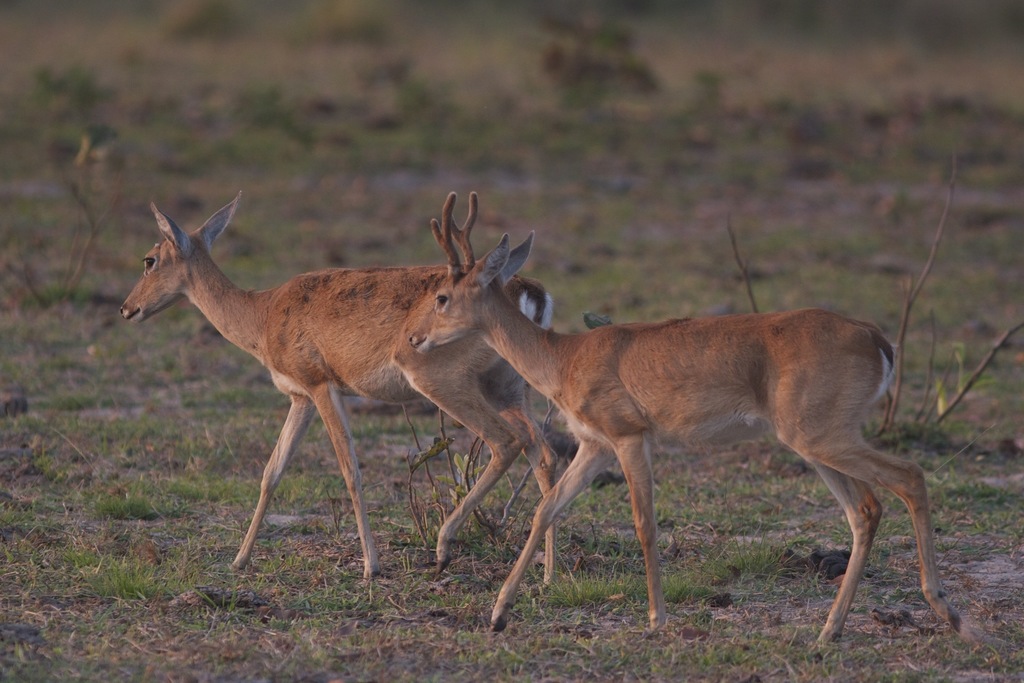 Pampas Deer (Ozotoceros bezoarticus) Know Your Mammals