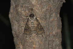 Manduca occulta