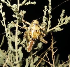 Aglaothorax ovata