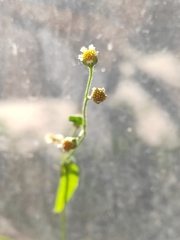 Galinsoga parviflora