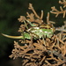 Aglaothorax ovata ovata - Photo (c) Jeff Cole,  זכויות יוצרים חלקיות (CC BY-NC), הועלה על ידי Jeff Cole