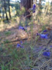 Penstemon azureus