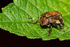 Scutellerinae