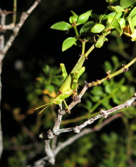 Bootettix argentatus