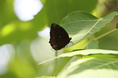 Elymnias hypermnestra