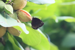 Elymnias hypermnestra